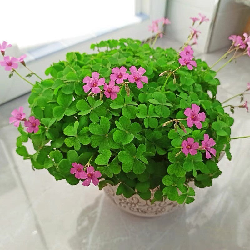 Heirloom Non-GMO Clover Flower Seeds for Planting – Pollinator-Friendly Ground Cover for Lush Gardens - Non-GMO for planting in home garden